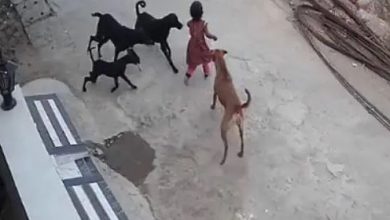 Photo of तीन साल की बच्ची को कुत्तों के झुंड ने नौंच डाला, रूह कंपा देने वाली वीडियो आई सामने