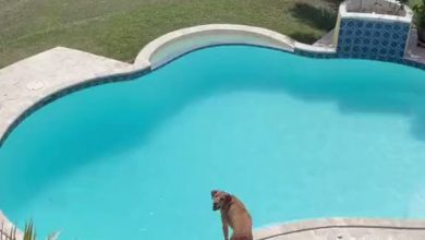 Photo of स्विमिंग पूल में मस्ती करता नजर आया कुत्ता, हरकते देख हो जाएंगे हैरान