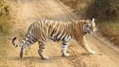 Photo of बहराइच में 15 लोंगों को घायल कर चुका है बाघ, मादा बाघिन की तलाश में जुटा वन विभाग