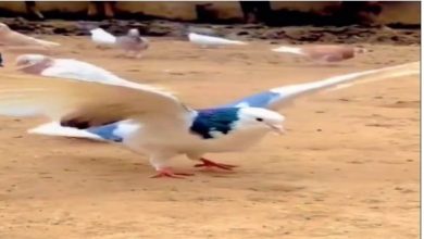 Photo of शान से बैक फ्लिप करते हुए पक्षी का वीडियो वायरल,क्लिपआपको में आंखें मलने पर कर देगी मजबूर