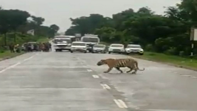 Photo of बाघ को देख हाईवे पे रूकवा दि गाड़िया, फिर टाइगर ने पार कि शान से रोड,देखे वीडियों