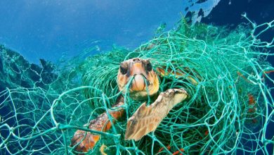 Photo of संयुक्त राष्ट्र संघ ने दी बड़ी चेतावनी, 2050 तक समुद्र में मछलियों से ज्यादा होगा प्लास्टिक