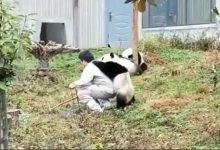 Photo of Viral Video:केयरटेकर के साथ खिलवाड़ करते हुए पांडा के वीडियो ने इंटरनेट यूजर्स को हैरत में डाला