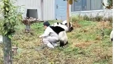 Photo of Viral Video:केयरटेकर के साथ खिलवाड़ करते हुए पांडा के वीडियो ने इंटरनेट यूजर्स को हैरत में डाला