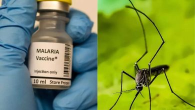 Photo of मलेरिया को मात देने के लिए विश्व एक बार फिर तैयार, जल्द आ रही है R21/Matrix-M वैक्सीन