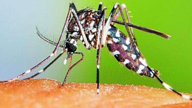 Photo of Dengue: ‘Tiger’ पर दवाइयाँ हुई बेअसर, एक किमी की परिधी में फैला रहा डेंगू, ऐसे करे बचाव