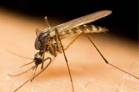Photo of सावधान मच्छर कर रहा आपकी जासूसी ! इस शख्स ने किया दावा, जानिए आखिर क्या है पूरा मामला