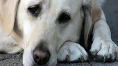 Photo of कुत्ते की बेरहमी से हत्या मामले में 5 पर मुक़दमा दर्ज, परिसर में दफनाया था शव