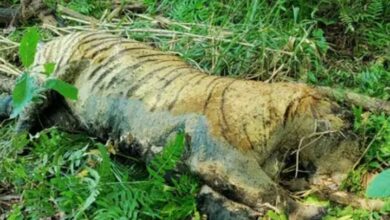 Photo of दुधवा पार्क में चार बाघों की मौत पर सरकार का बड़ा एक्शन, ये समिति करेगी जांच