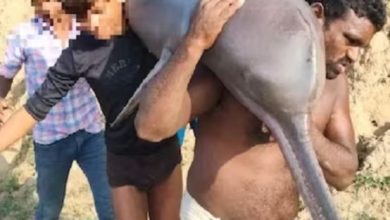 Photo of 4 मछुआरों ने यमुना में पकड़ी डॉल्फिन, फिर पका कर खाया, वायरल वीडियो के बाद हुई गिरफ्तारी