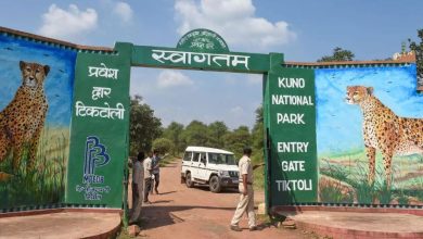 Photo of Kuno National Park: लापता हुई मादा चीता निर्भया, रेडियो कॉलर खराब होने से उड़ी अधिकारियों की नींद