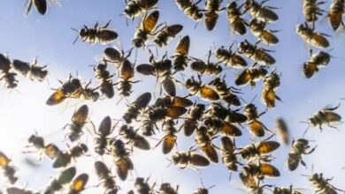 Photo of मधुमक्खी झुंड के हमले में नाबालिग भाइयों की मौत, इतने घायल