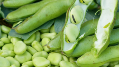 Photo of सुपरफूड फावा बीन्स: जानिए बाकाला के लाभकारी गुड़