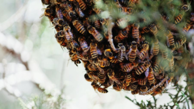 Photo of आगरा में मधुमक्खियों के हमले में 40 स्कूली छात्र घायल, छह की हालत गंभीर