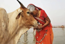 Photo of महाराष्ट्र सरकार ने चुनाव से पहले गाय को ‘राज्यमाता’ घोषित किया, बताई ये वजह