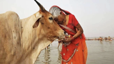 Photo of महाराष्ट्र सरकार ने चुनाव से पहले गाय को ‘राज्यमाता’ घोषित किया, बताई ये वजह