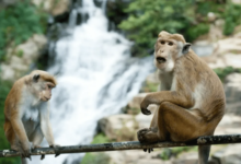 Photo of बागपत: बंदरों के साहस से छह साल की बच्ची के अपहरण और हमले की कोशिश नाकाम, जांच जारी