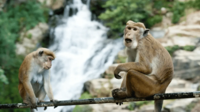 Photo of बागपत: बंदरों के साहस से छह साल की बच्ची के अपहरण और हमले की कोशिश नाकाम, जांच जारी