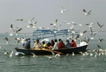 Photo of प्रयागराज : त्रिवेणी संगम पर साइबेरियाई पक्षियों का झुंड, पर्यटकों को मनोरम दृश्य देखने को मिला..