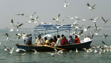 Photo of प्रयागराज : त्रिवेणी संगम पर साइबेरियाई पक्षियों का झुंड, पर्यटकों को मनोरम दृश्य देखने को मिला..