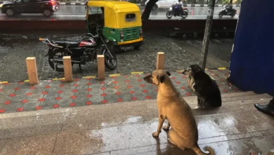 Photo of सुप्रीम कोर्ट के आवारा कुत्तों के स्थानांतरण आदेश पर मुख्य न्यायाधीश ने कहा: ‘इस पर विचार किया जाएगा