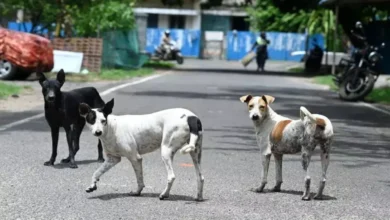 Photo of सुप्रीम कोर्ट ने 8 हफ्ते के भीतर दिल्ली-एनसीआर से आवारा कुत्तों को हटाने का आदेश दिया