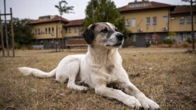 Photo of लखनऊ: क्रूरता की इंतेहा, रिटायर फौजी ने गुस्से में बेजुबान कुत्ते को गोली मारकर उतारा मौत के घाट, इलाके में भड़का आक्रोश