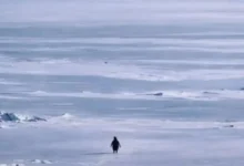 Photo of निहिलिस्ट पेंगुइन वीडियो वायरल: इंटरनेट क्यों है इस अकेले पेंगुइन पर दीवाना?