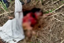 Photo of लखीमपुर-खेरी में बाघ ने महिला को मार डाला, शव बुरी तरह क्षत-विक्षत