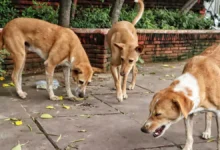 Photo of आवारा कुत्तों का मामला: सुप्रीम कोर्ट ने आदेश के खिलाफ टिप्पणी करने पर मेनका गांधी को फटकार लगाई