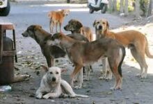 Photo of आवारा कुत्तों से जुड़े स्वतः संज्ञान मामले में सर्वोच्च न्यायालय ने फैसला सुरक्षित रखा