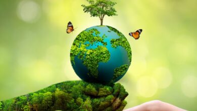 Photo of प्रदेश में 29 प्रमुख पेड़ों पर कटाई प्रतिबंध दो साल और बढ़ा: अब 2027 तक लागू