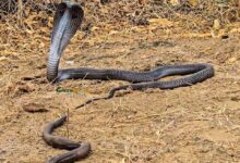 Photo of हापुड़ में युवक की हिम्मत: जहरीले सांप ने हाथ पर डसा, फिर सांप को डिब्बे में बंद कर अस्पताल पहुंचा