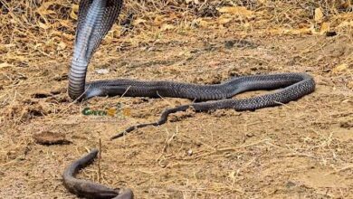 Photo of हापुड़ में युवक की हिम्मत: जहरीले सांप ने हाथ पर डसा, फिर सांप को डिब्बे में बंद कर अस्पताल पहुंचा