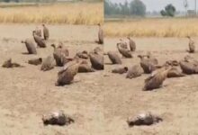 Photo of बिजनौर में निकाह से ठीक पहले दुल्हन का इनकार, बारातियों और घरातियों में जमकर मारपीट