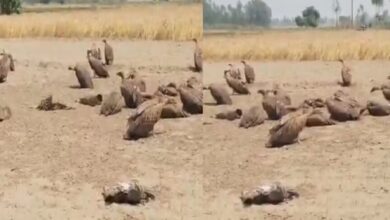 Photo of बिजनौर में निकाह से ठीक पहले दुल्हन का इनकार, बारातियों और घरातियों में जमकर मारपीट