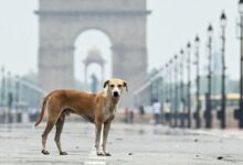 Photo of सुप्रीम कोर्ट का सख्त फैसला: सड़कों से आवारा कुत्तों को हटाने का आदेश बरकरार, काटने की घटनाओं पर चिंता