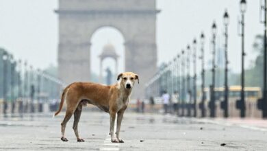 Photo of सुप्रीम कोर्ट का सख्त फैसला: सड़कों से आवारा कुत्तों को हटाने का आदेश बरकरार, काटने की घटनाओं पर चिंता