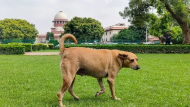 Photo of सुप्रीम कोर्ट ने सार्वजनिक स्थानों से कुत्तों को हटाने के आदेश वापस लेने के खिलाफ दायर याचिका खारिज कर दी