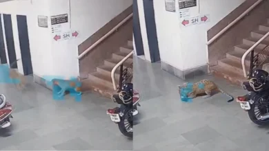 Photo of आईआईटी-बॉम्बे परिसर में घुसा तेंदुआ, स्टाफ हॉस्टल के पास कुत्ते पर हमला किया