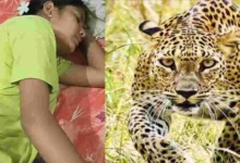 Photo of अल्मोड़ा में गुलदार के हमले से युवती घायल, दराती से लड़कर बचाई जान