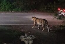 Photo of मुरादाबाद में आदमखोर तेंदुए का आतंक: घर में सोते किसान को उठा ले गया, 25 दिन में चार मौतें
