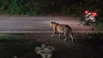 Photo of मुरादाबाद में आदमखोर तेंदुए का आतंक: घर में सोते किसान को उठा ले गया, 25 दिन में चार मौतें